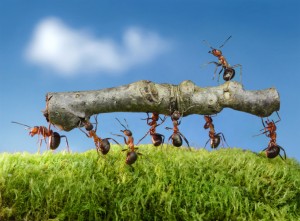 Ant Control Lenton