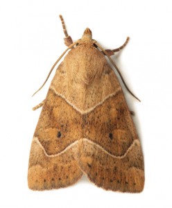Moth Removal Nottinghamshire