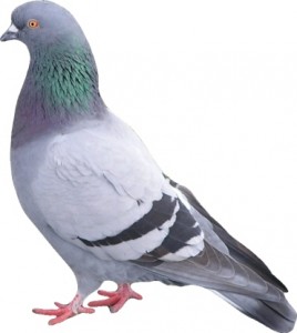 Pigeon Proofing Nottinghamshire