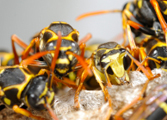 Wasp Nest Removal-Pest Control Nottingham
