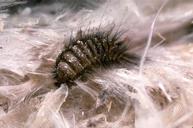 Carpet Beetle Control Nottinghamshire