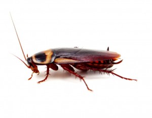 Cockroach Control Nottinghamshire