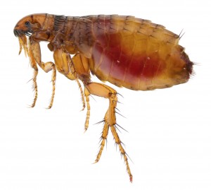 Flea Removal Nottinghamshire