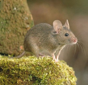 Mice Control Nottinghamshire