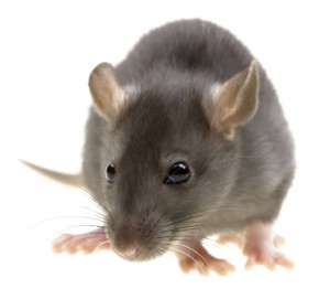 Rat Control Nottinghamshire