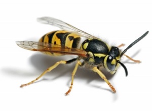 Wasp Nest Removal Nottinghamshire