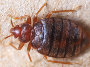 Bedbug control Nottingham