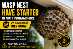 Wasp Nest Have Started in Nottinhamshire
